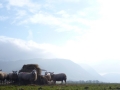 Sheep in the Lorton Valley