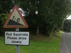 Red Squirrels Please Drive Slowly